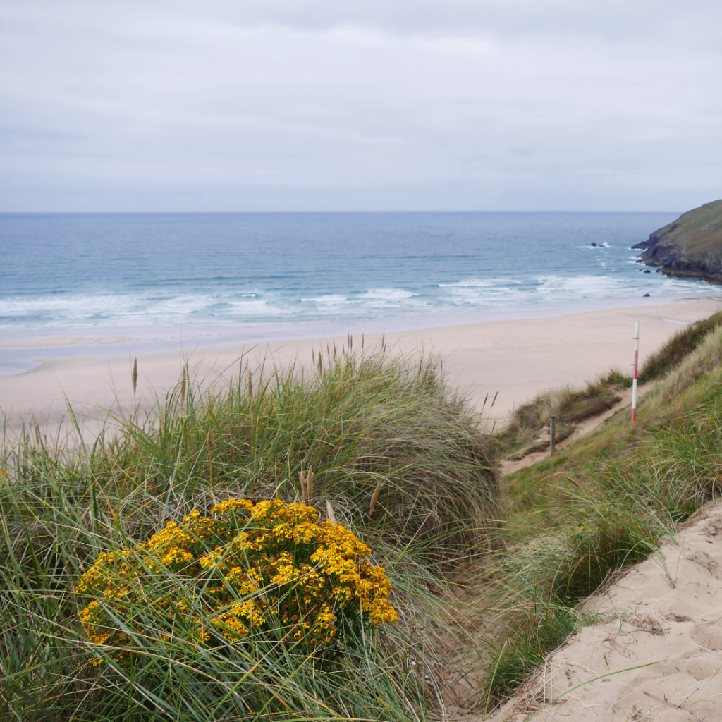 Photo of Cornish Beach with Gorse & Lavender in the foreground